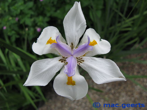 Dietes grandiflora